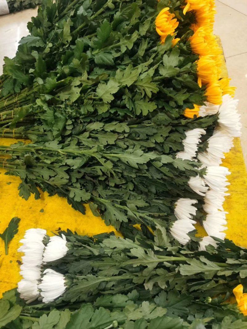 菊花，鲜切花，黄菊，白菊