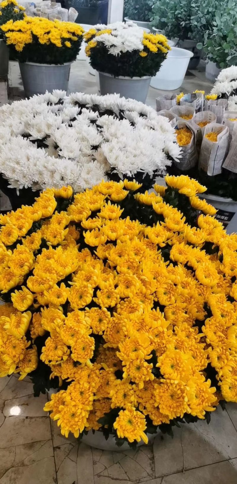 菊花，鲜切花，黄菊，白菊