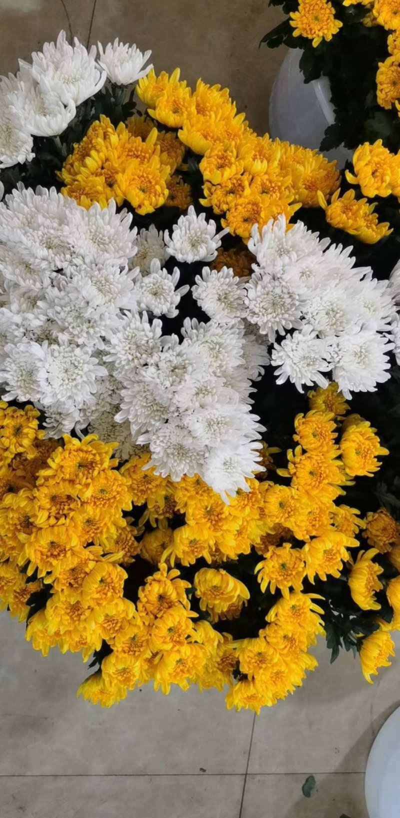 菊花，鲜切花，黄菊，白菊