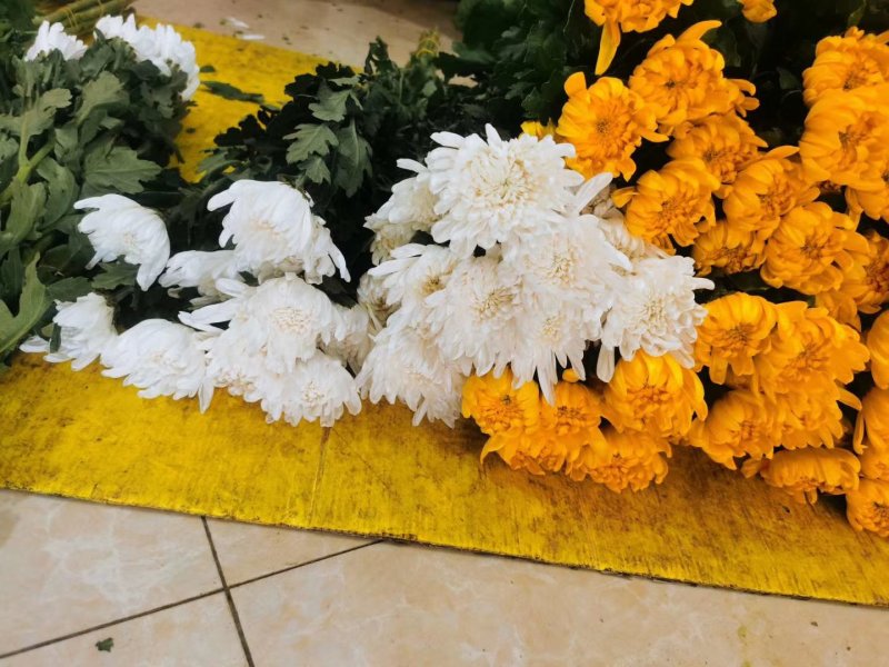 菊花，鲜切花，黄菊，白菊