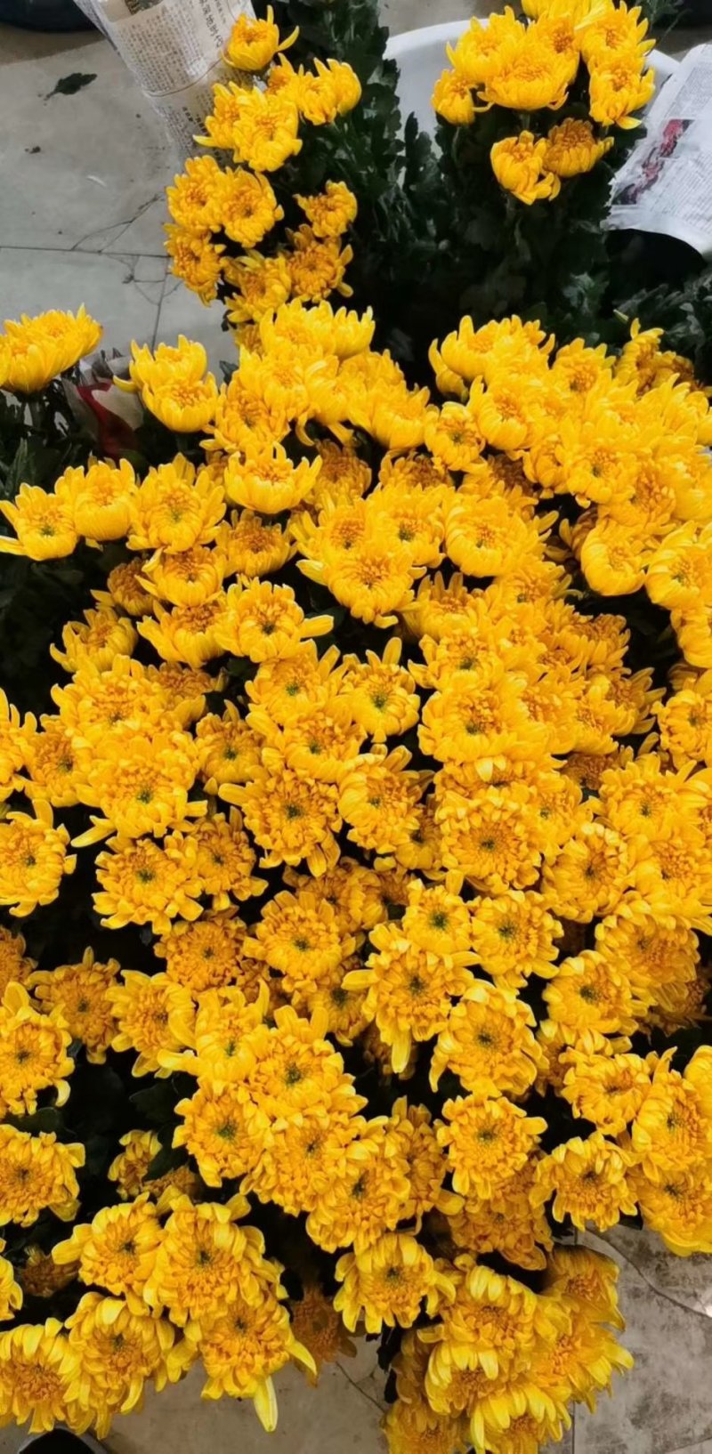 菊花，鲜切花，黄菊，白菊