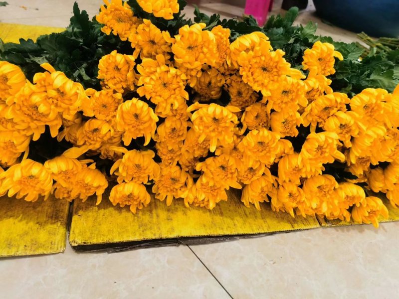 菊花，鲜切花，黄菊，白菊