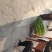 蒜薹
