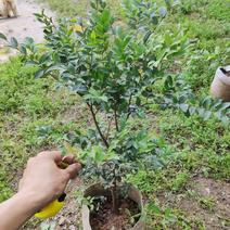 树葡萄小袋苗高20厘米到3米福建漳州苗木基地