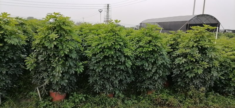 鸭脚木