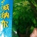 威纳尔原包装进紫花苜蓿种子多年生优质牧草种子适口性好
