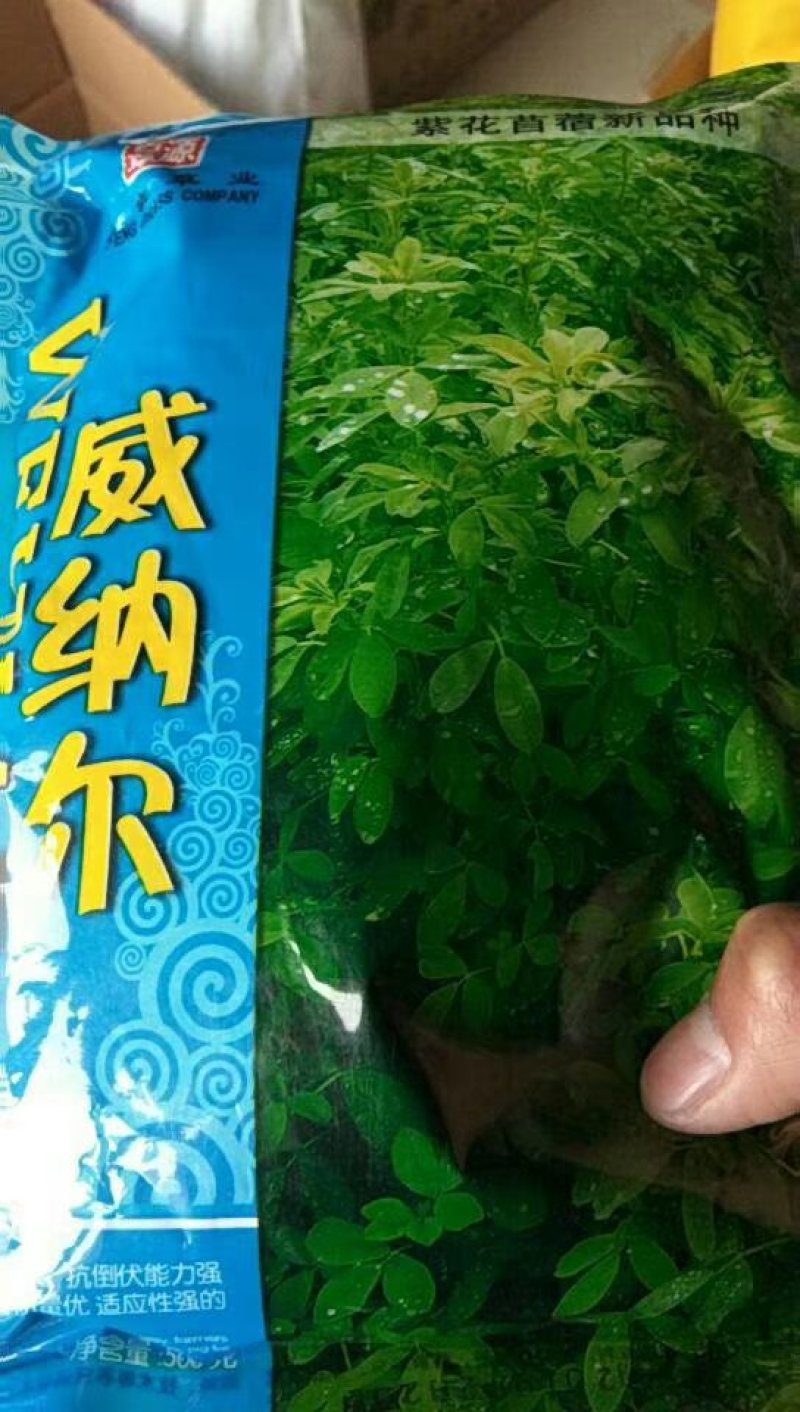 威纳尔原包装进紫花苜蓿种子多年生优质牧草种子适口性好