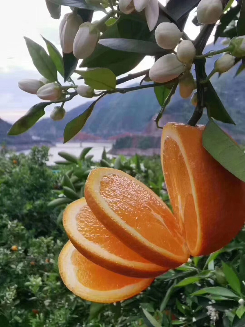 湖北伦晚脐橙汁多饱满皮面圆润地头看货装车无中间商环节