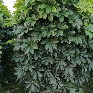 鸭脚木非洲茉莉榕树基地直销图片全部现货，货靓价优