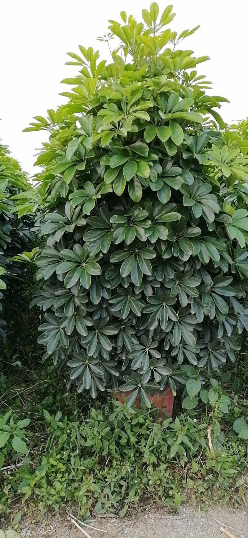 鸭脚木非洲茉莉榕树基地直销图片全部现货，货靓价优