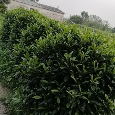 茉莉