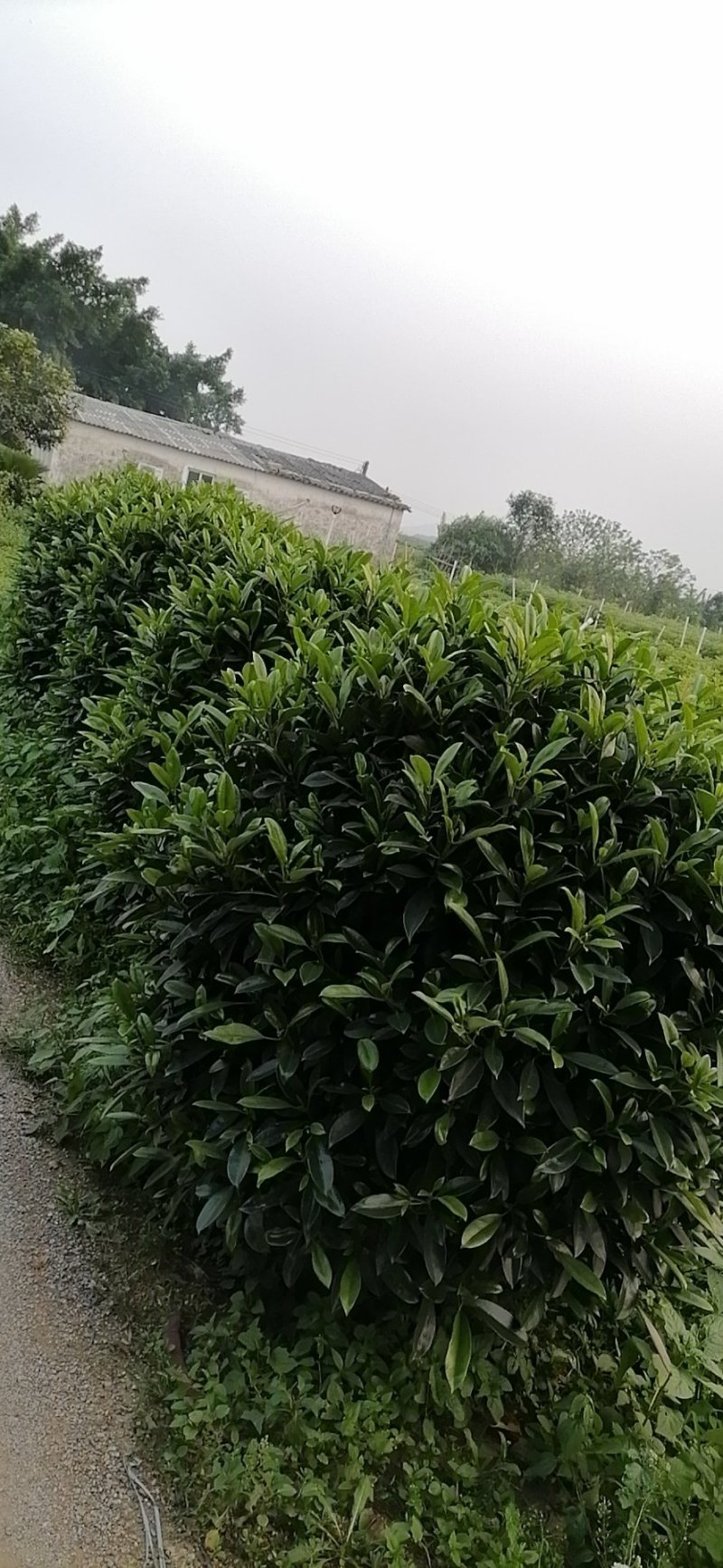 茉莉