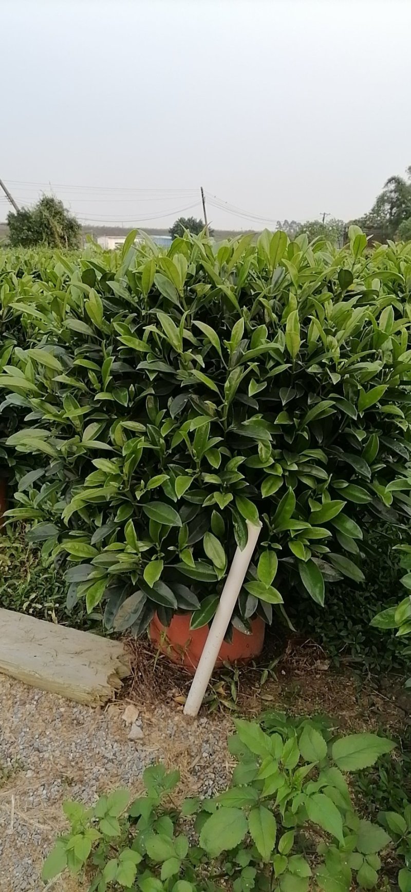 茉莉