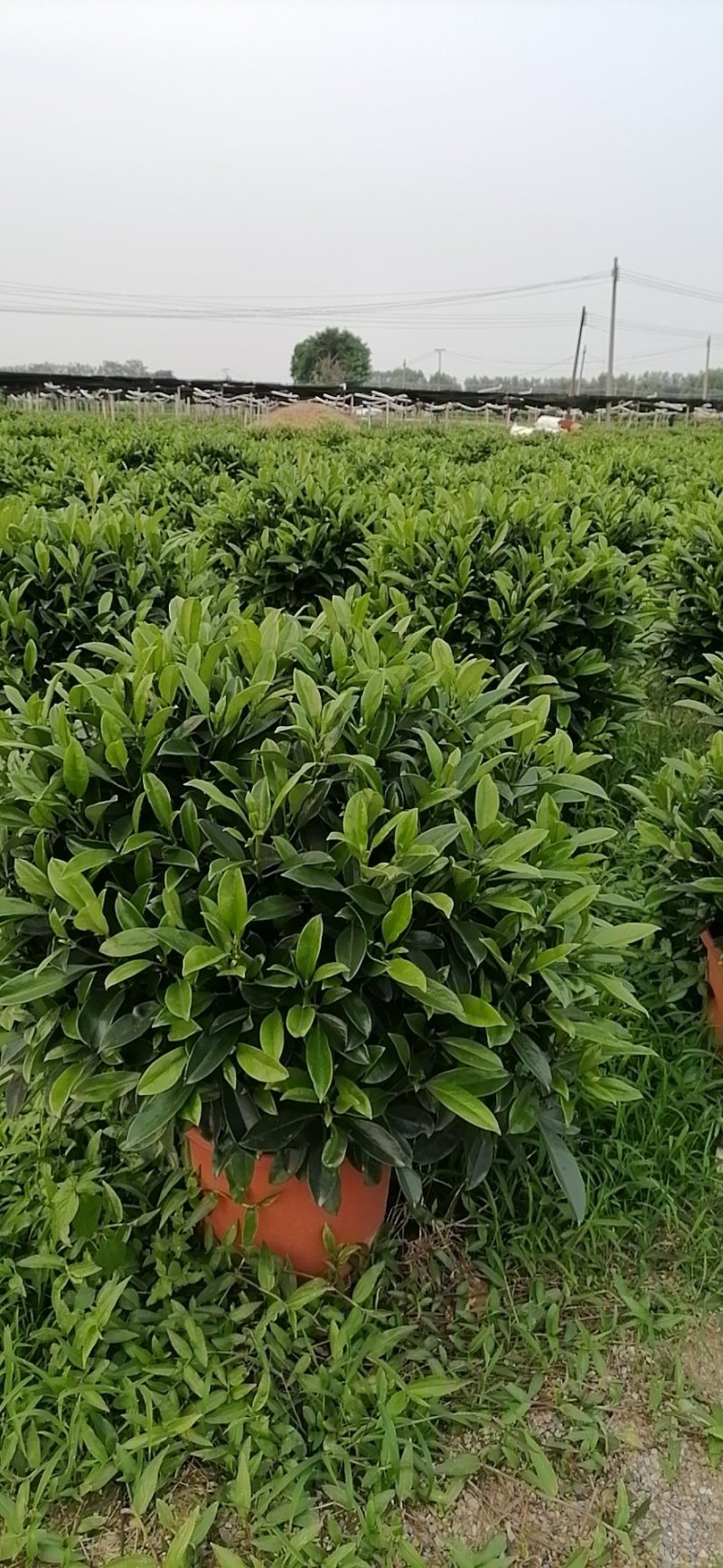茉莉