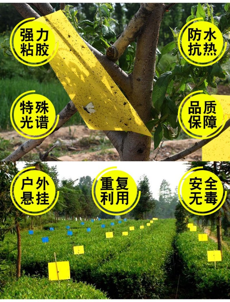 粘虫板诱虫板黄蓝板厂家直销！