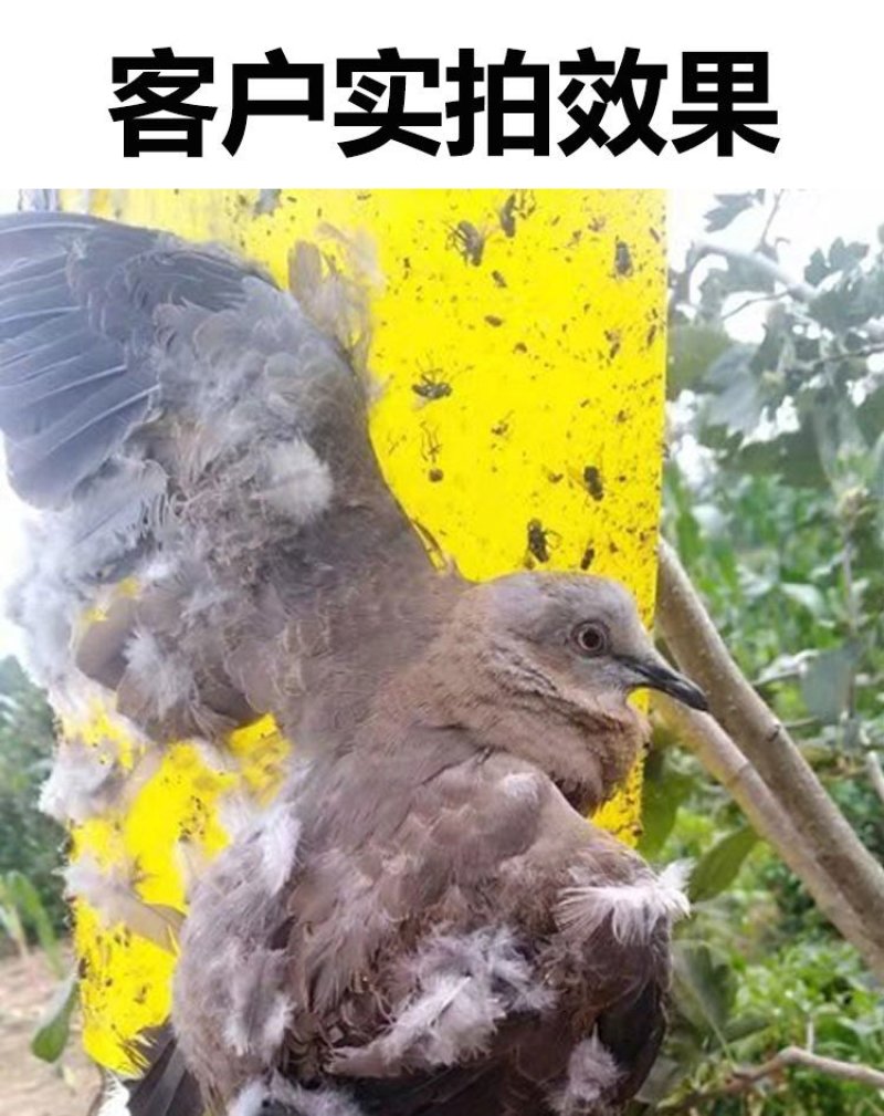 粘虫板诱虫板黄蓝板厂家直销！