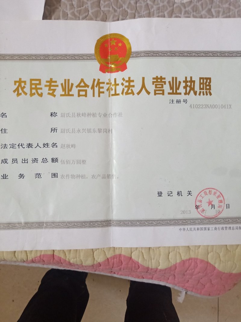 红薯苗