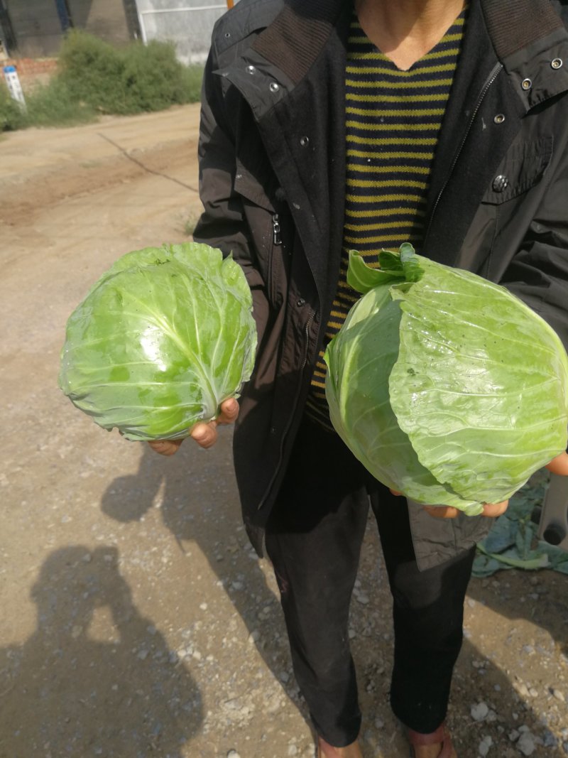 圆包菜2斤左右，甘蓝，中甘，产地直销，精品包装