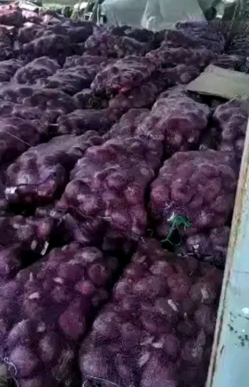 精品黄皮洋葱基地直供，适合加工厂，跑市场，量大从优