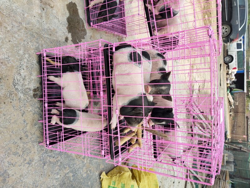 巴马香猪