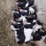 巴马香猪