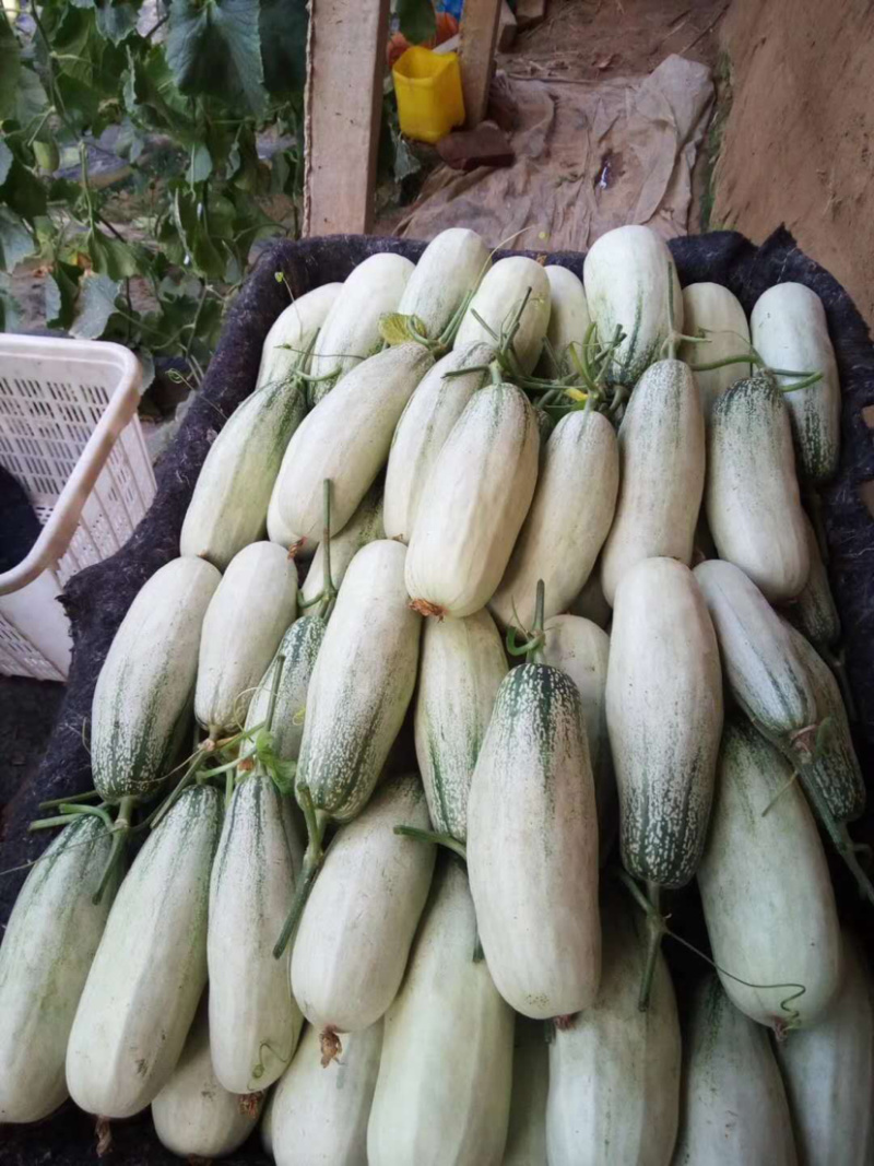 【羊角蜜甜瓜】熟度好糖度高，大量上市产地直发质量保障