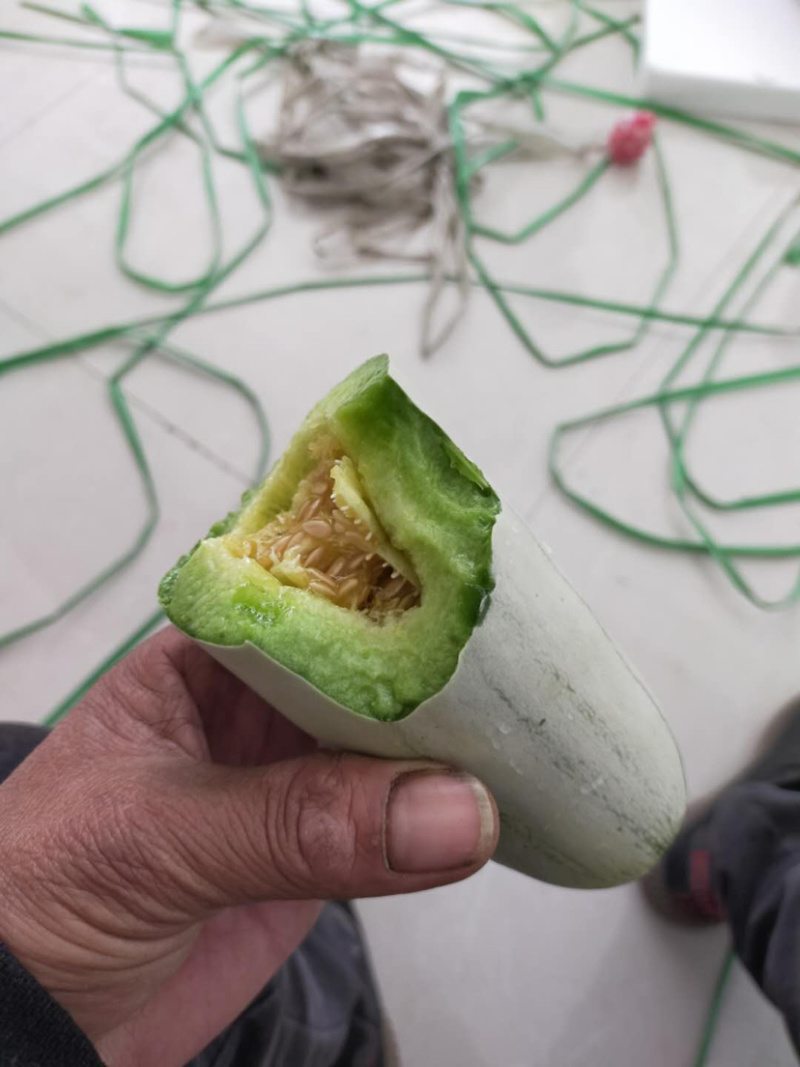 【羊角蜜甜瓜】熟度好糖度高，大量上市产地直发质量保障