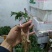 重楼种供应中，有需要的请联系，质量好，价格实惠