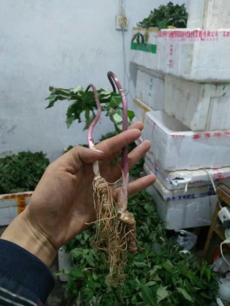 重楼种供应中，有需要的请联系，质量好，价格实惠