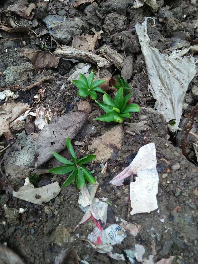 重楼种供应中，有需要的请联系，质量好，价格实惠