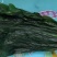 山葱