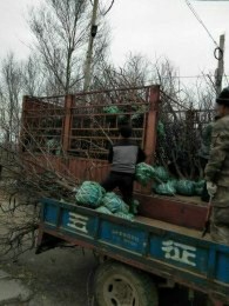 【山东滨州冬枣树苗】产地直销，嫁接成活率高，产地扶持