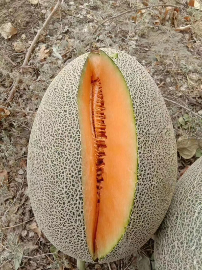 山东西州蜜25号小蜜25哈密瓜产地直发口味一级质量保障