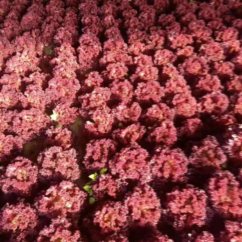 蔬菜播种机油菜芹菜萝卜青菜籽汽油机播种机电动种菜机