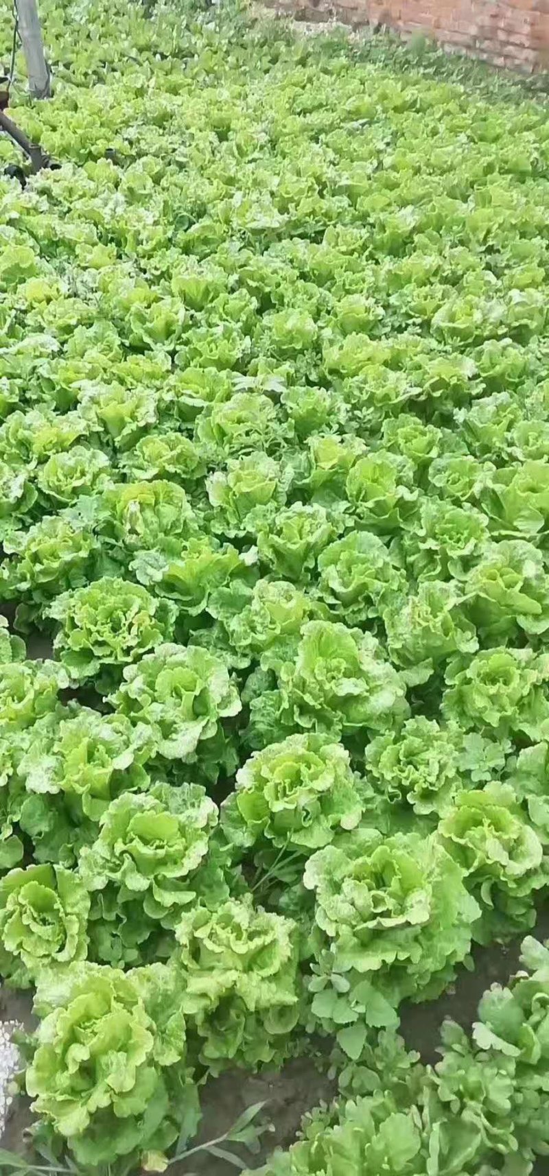 蔬菜播种机油菜芹菜萝卜青菜籽汽油机播种机电动种菜机