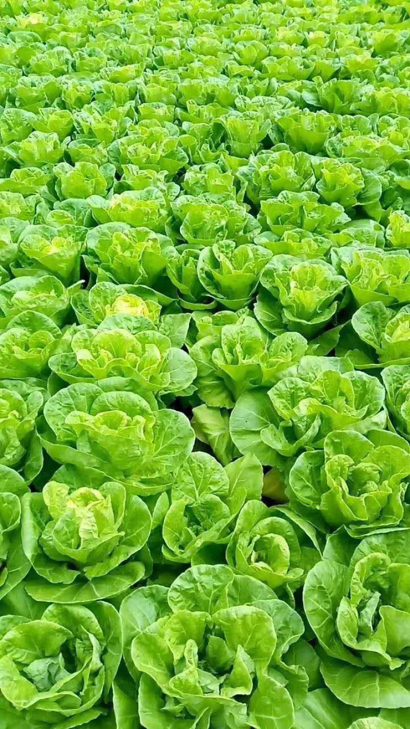 蔬菜播种机油菜芹菜萝卜青菜籽汽油机播种机电动种菜机