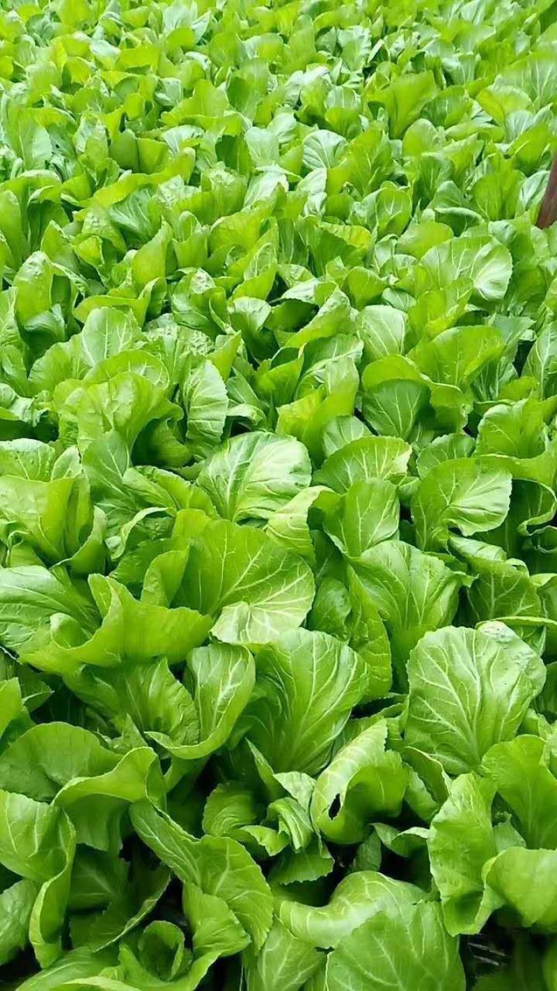 蔬菜播种机油菜芹菜萝卜青菜籽汽油机播种机电动种菜机