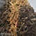 刘寄奴北刘寄奴量大从优常年经营各种中药材