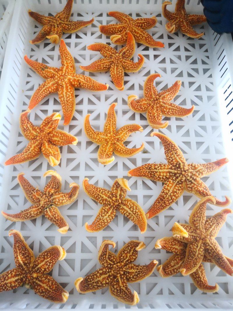 海星满籽大海星熟冻海星非常肥海鲜水产网红海鲜