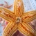 海星满籽大海星熟冻海星非常肥海鲜水产网红海鲜