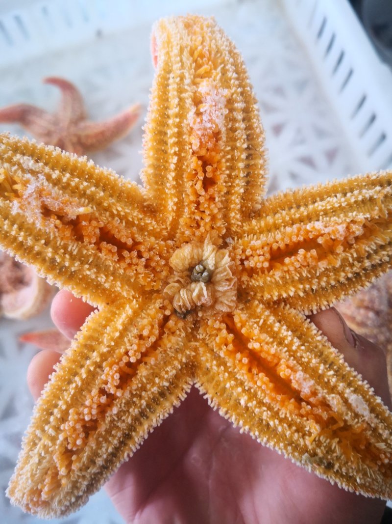 海星满籽大海星熟冻海星非常肥海鲜水产网红海鲜