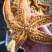 海星满籽大海星熟冻海星非常肥海鲜水产网红海鲜