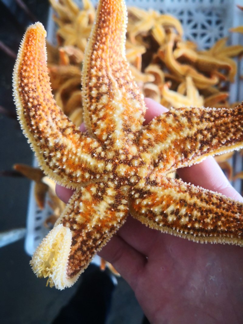海星满籽大海星熟冻海星非常肥海鲜水产网红海鲜