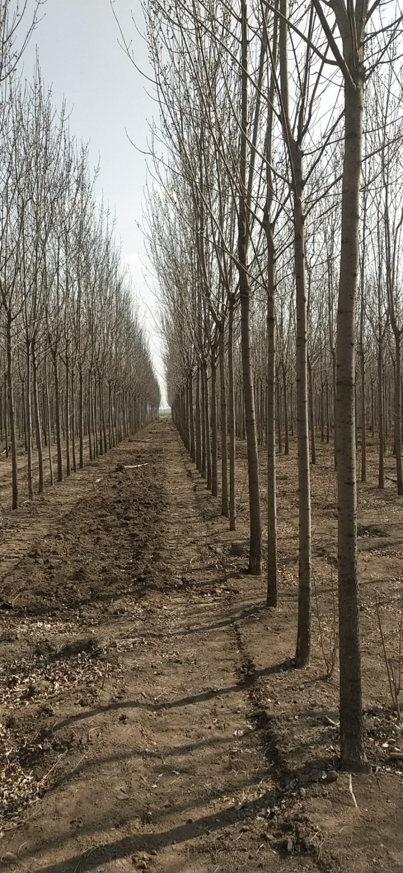 白蜡树苗，白蜡树苗基地，批发白蜡树苗！量大！