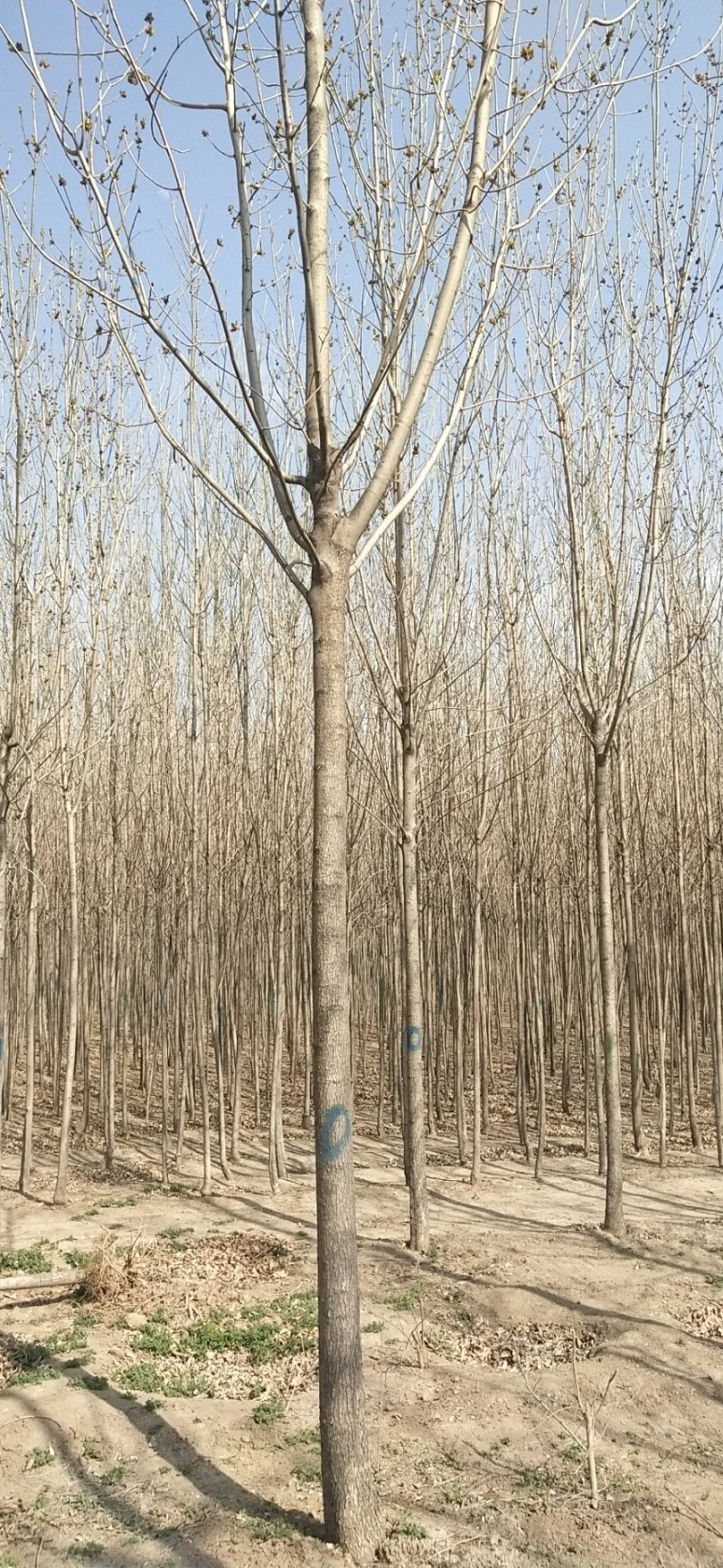 白蜡树苗，白蜡树苗基地，批发白蜡树苗！量大！