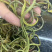 化石草化石草一件代发货