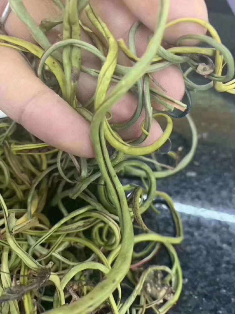 化石草化石草一件代发货