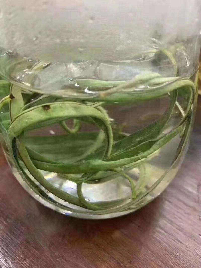 化石草化石草一件代发货