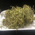 化石草化石草一件代发货