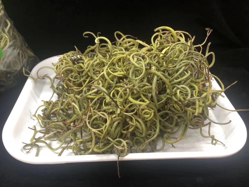 化石草化石草一件代发货